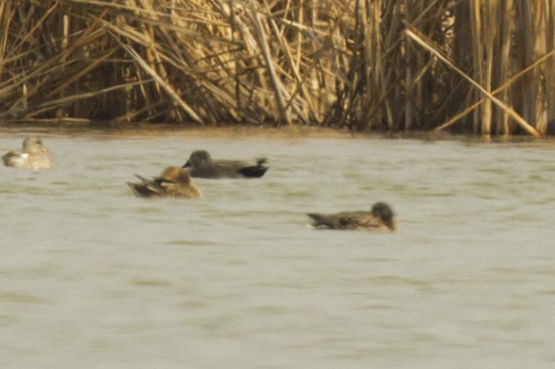 Gadwall